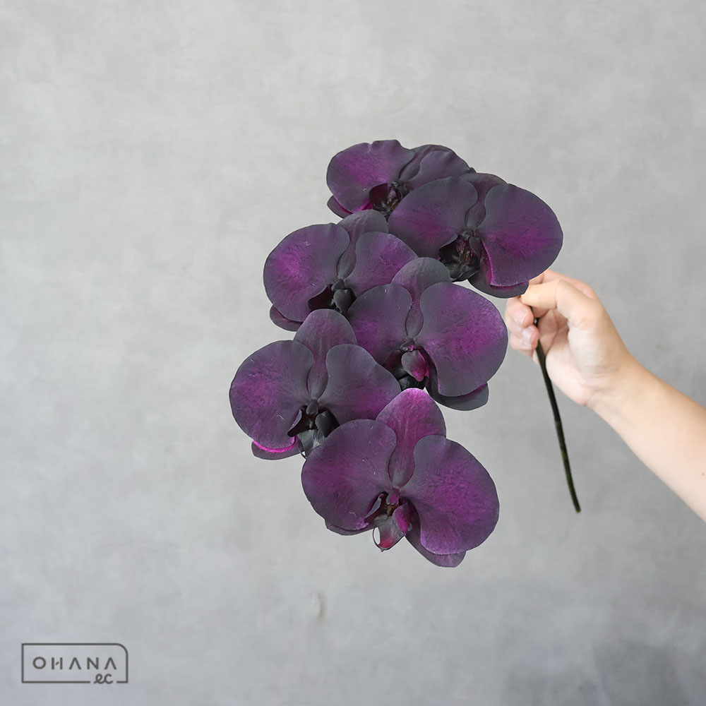 ファレノプシス ブラックロックスター　6輪