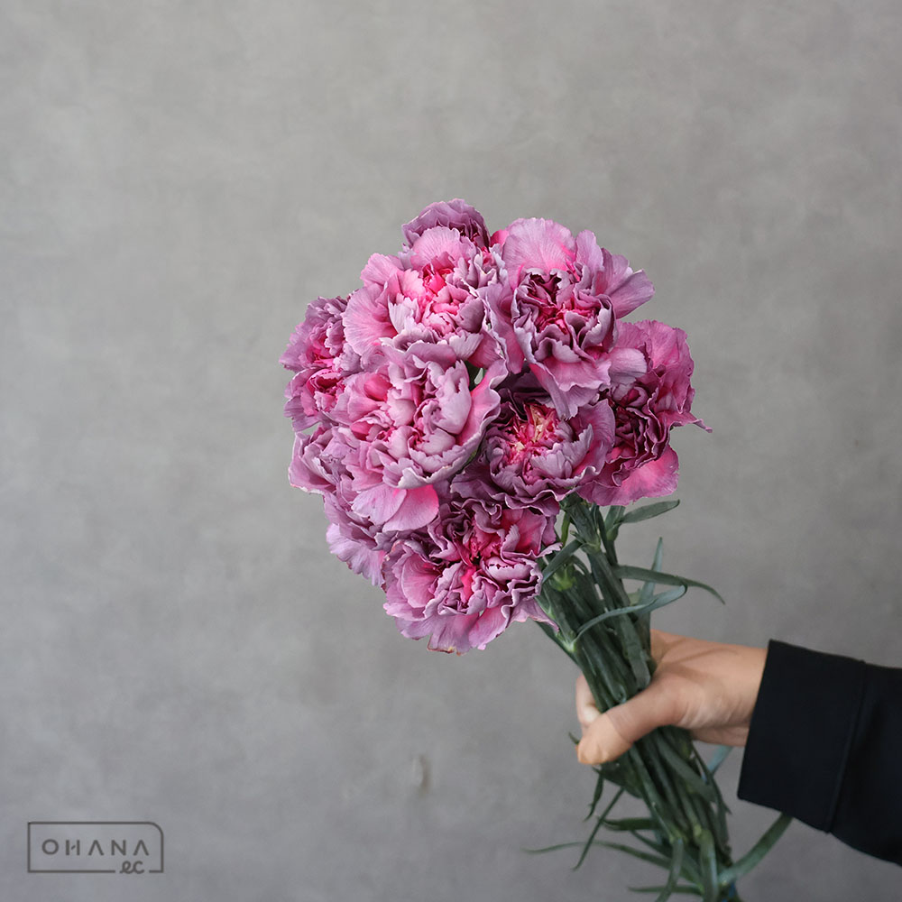 カーネーション ワイルドスリル　65CM