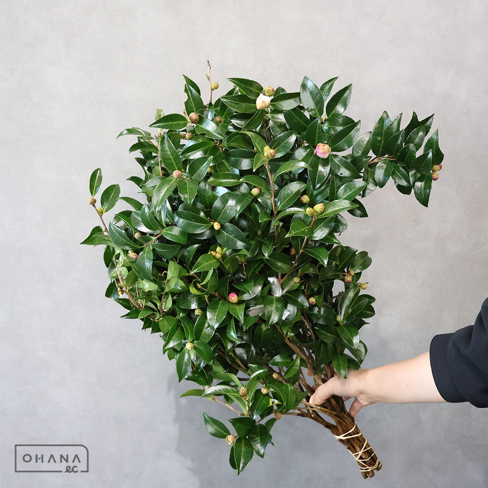 サザンカ アサクラ 70CM