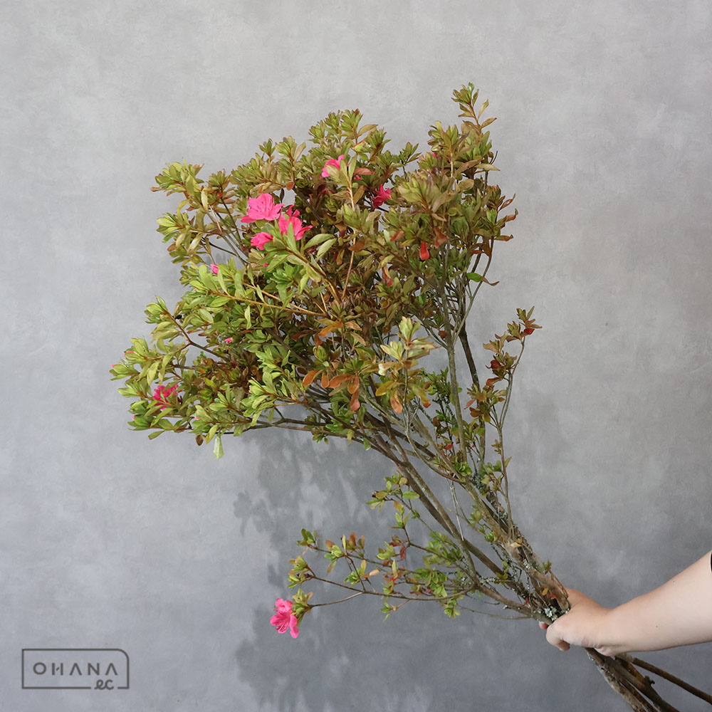 ツツジ コウヨウ 100-90CM ※6本束