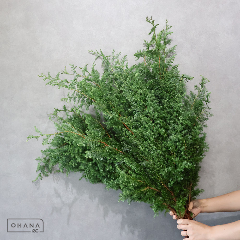 サツマスギ（ヒムロ）　70CM