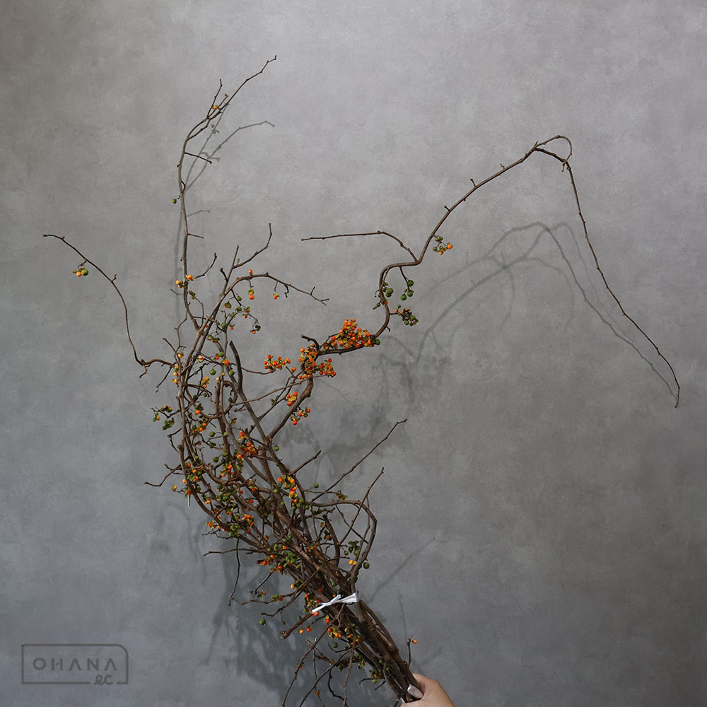 ツルウメモドキ 70CM