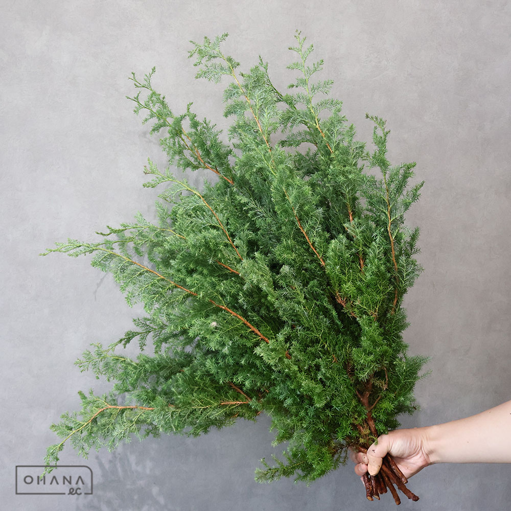 サツマスギ(ヒムロ) 50CM