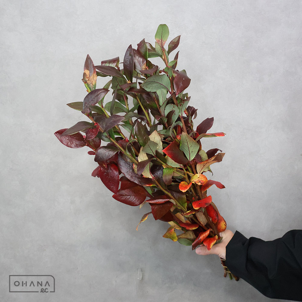 ブルーベリー 紅葉 秀 60cm 紅葉　