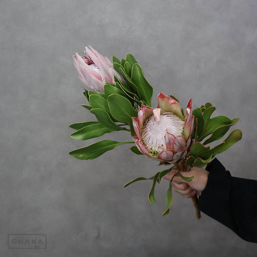 プロテア キング 40cm