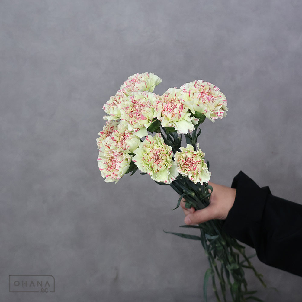 カーネ複色 モチ