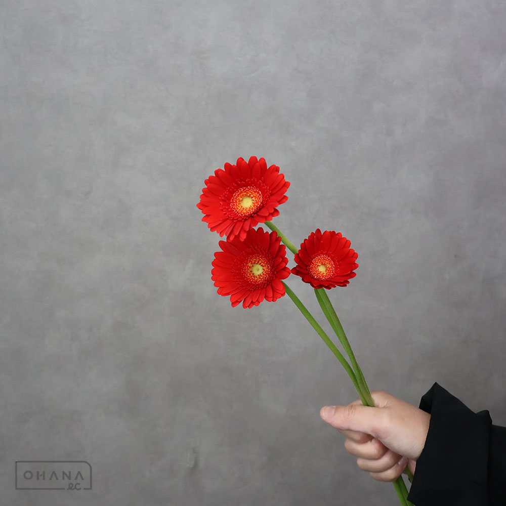 ガーベラ ケチャップ 秀 2L  ※25本束