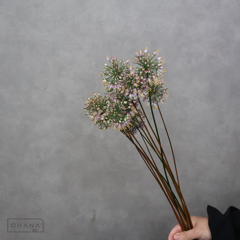 アリウム オータムヴィオレ 秀 L