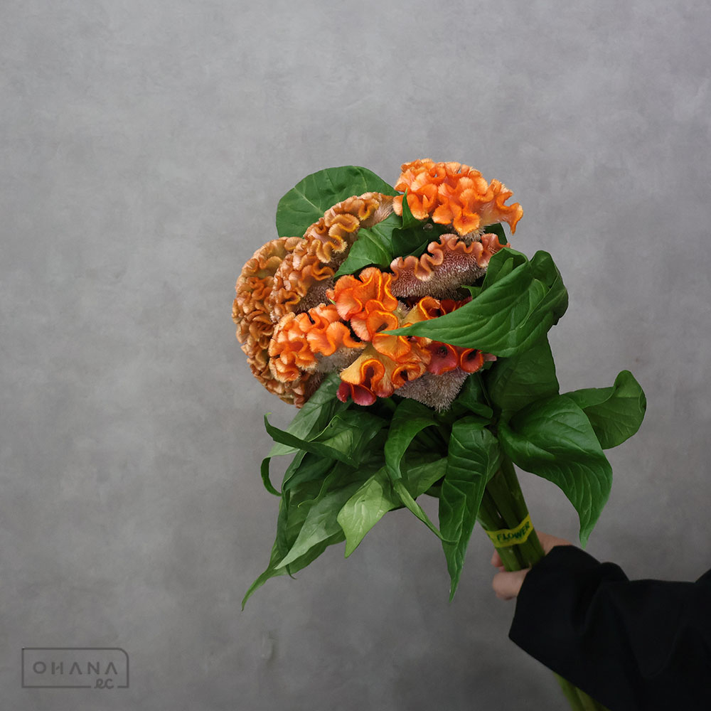 ケイトウ アスカセレクト ② 75cm