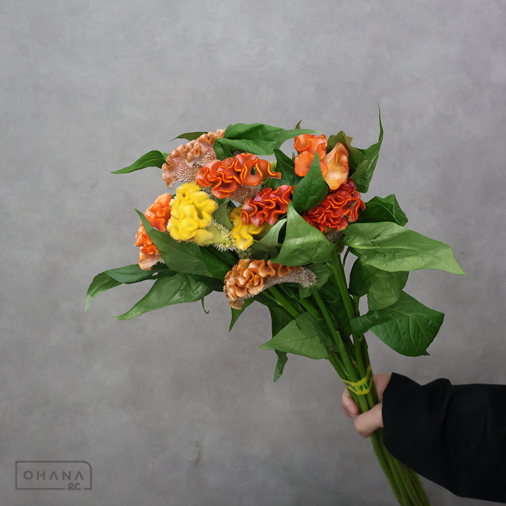 ケイトウ アスカセレクト ③ 75cm