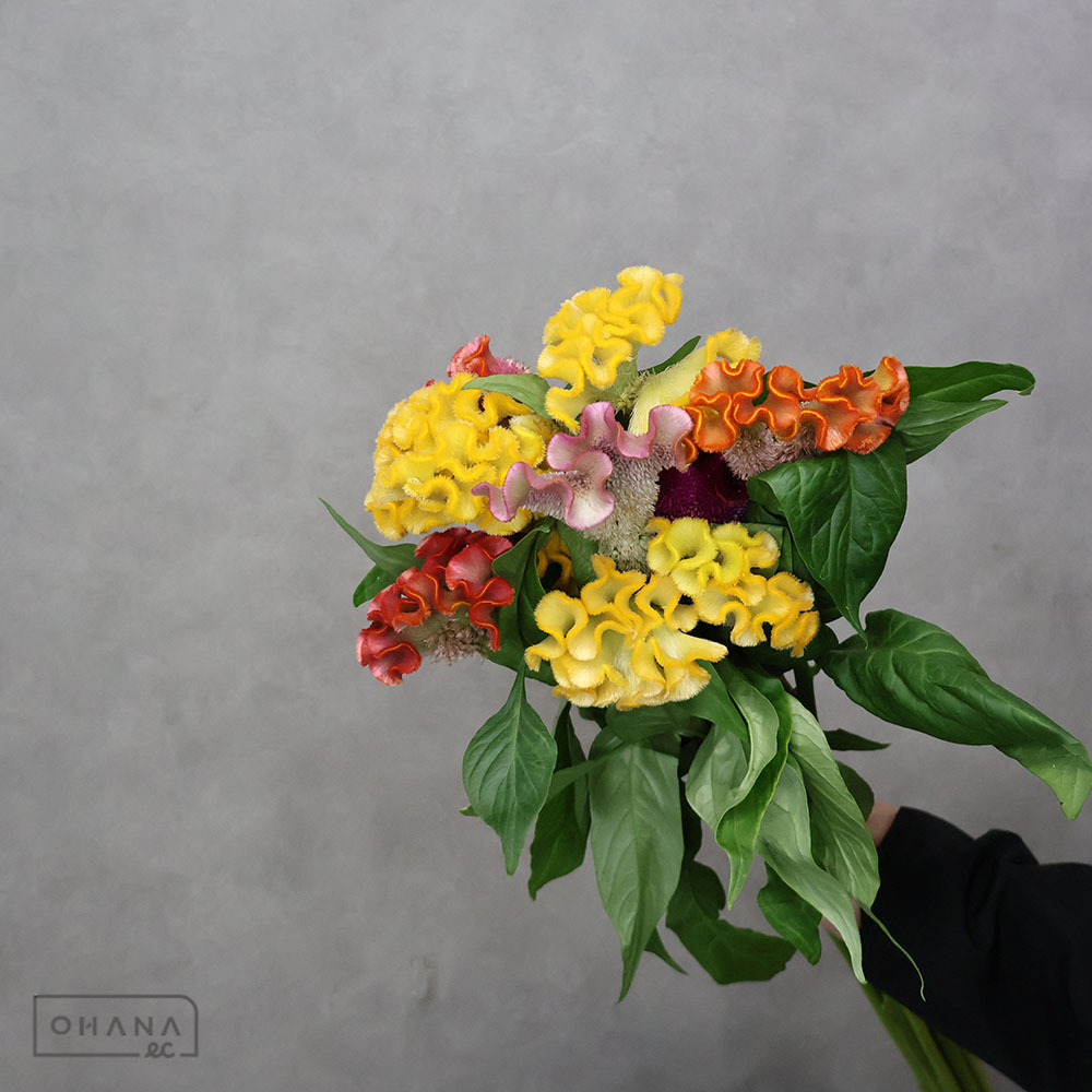 ケイトウ アスカセレクト ④ 75cm