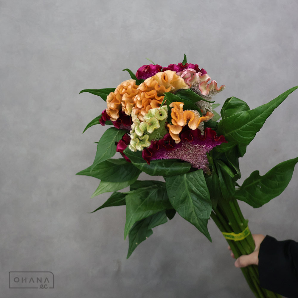 ケイトウ アスカセレクト ⑤ 75cm