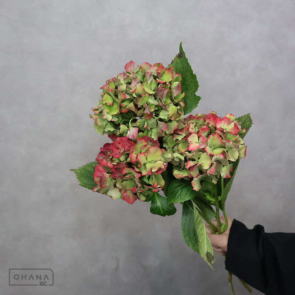 アジサイ Mルビー  花10cm ※5本束