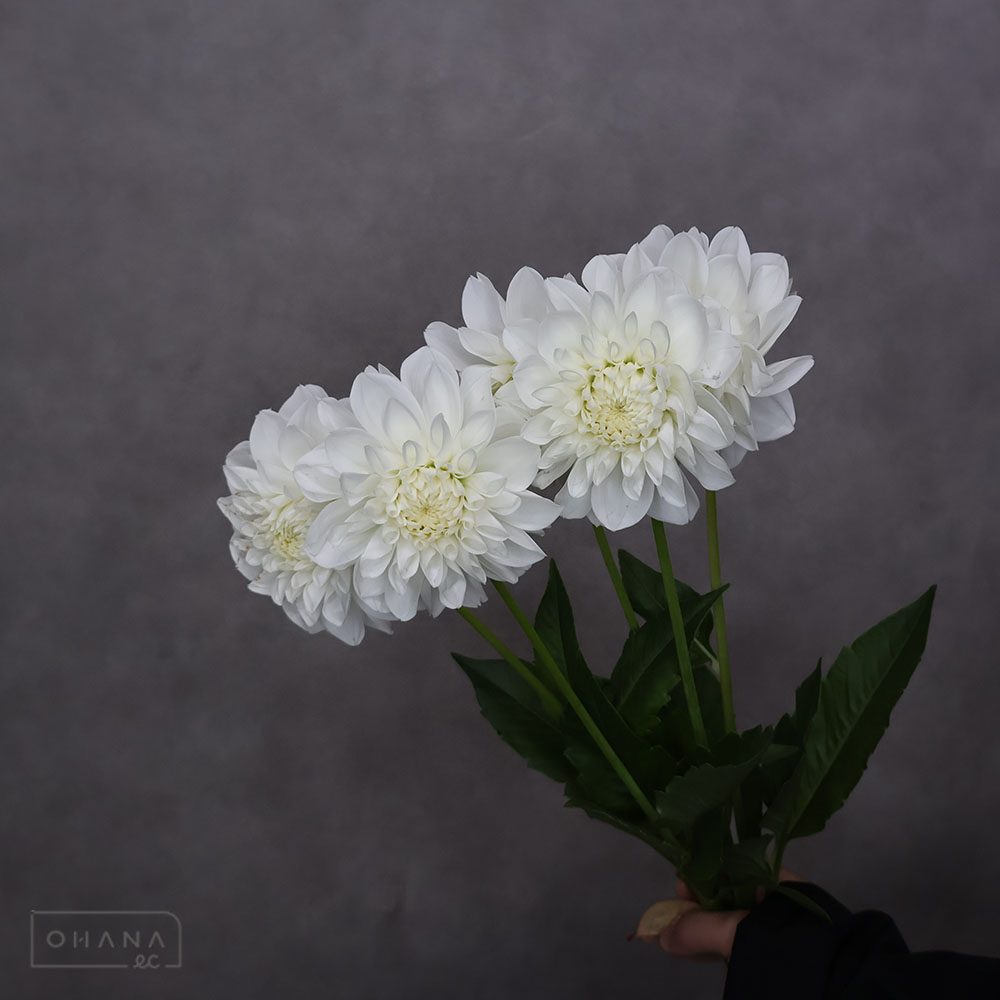 ダリア白 彩雪※少々キズ部分あり 優 60cm