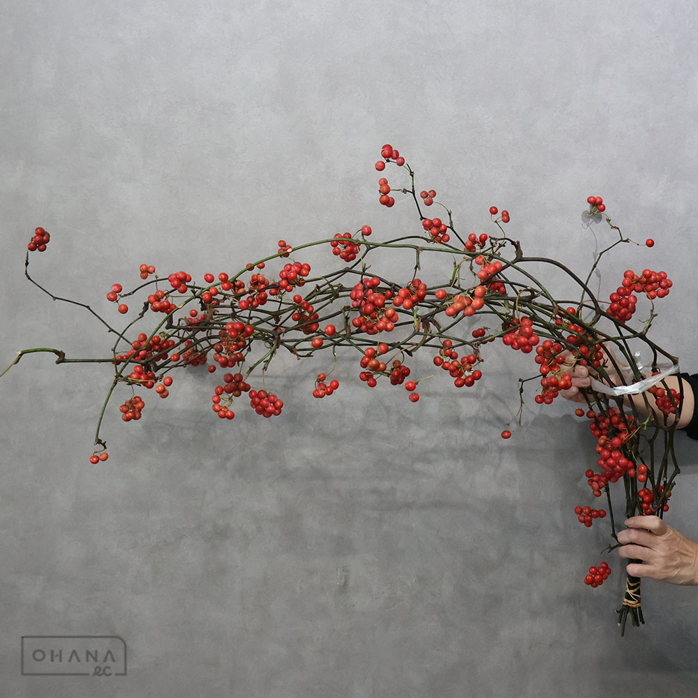 サンキライ 120-11