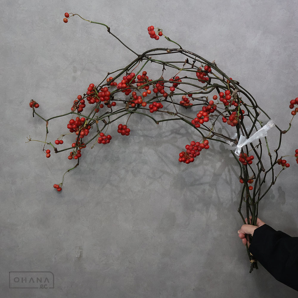 サンキライ 110-10