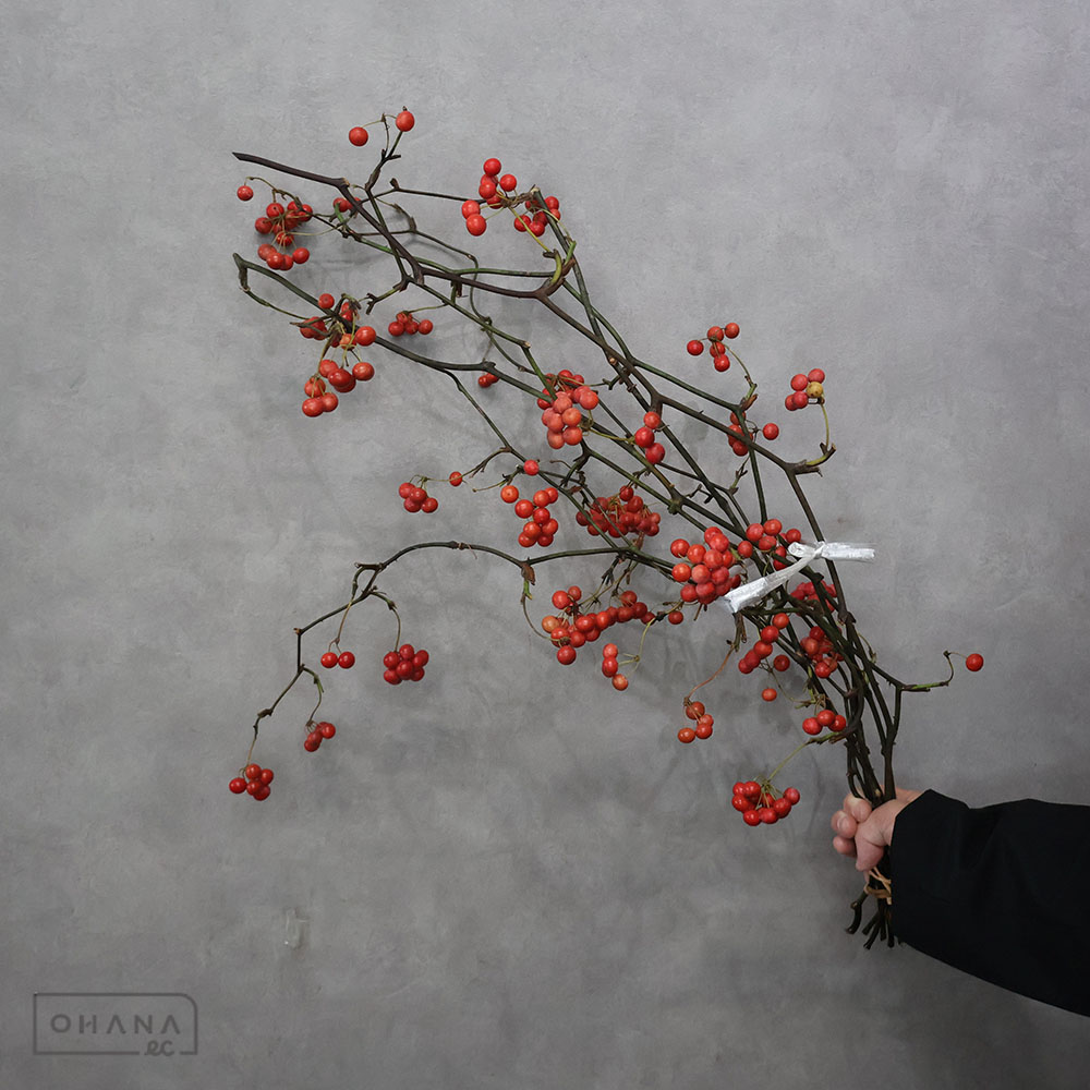 サンキライ 80cm