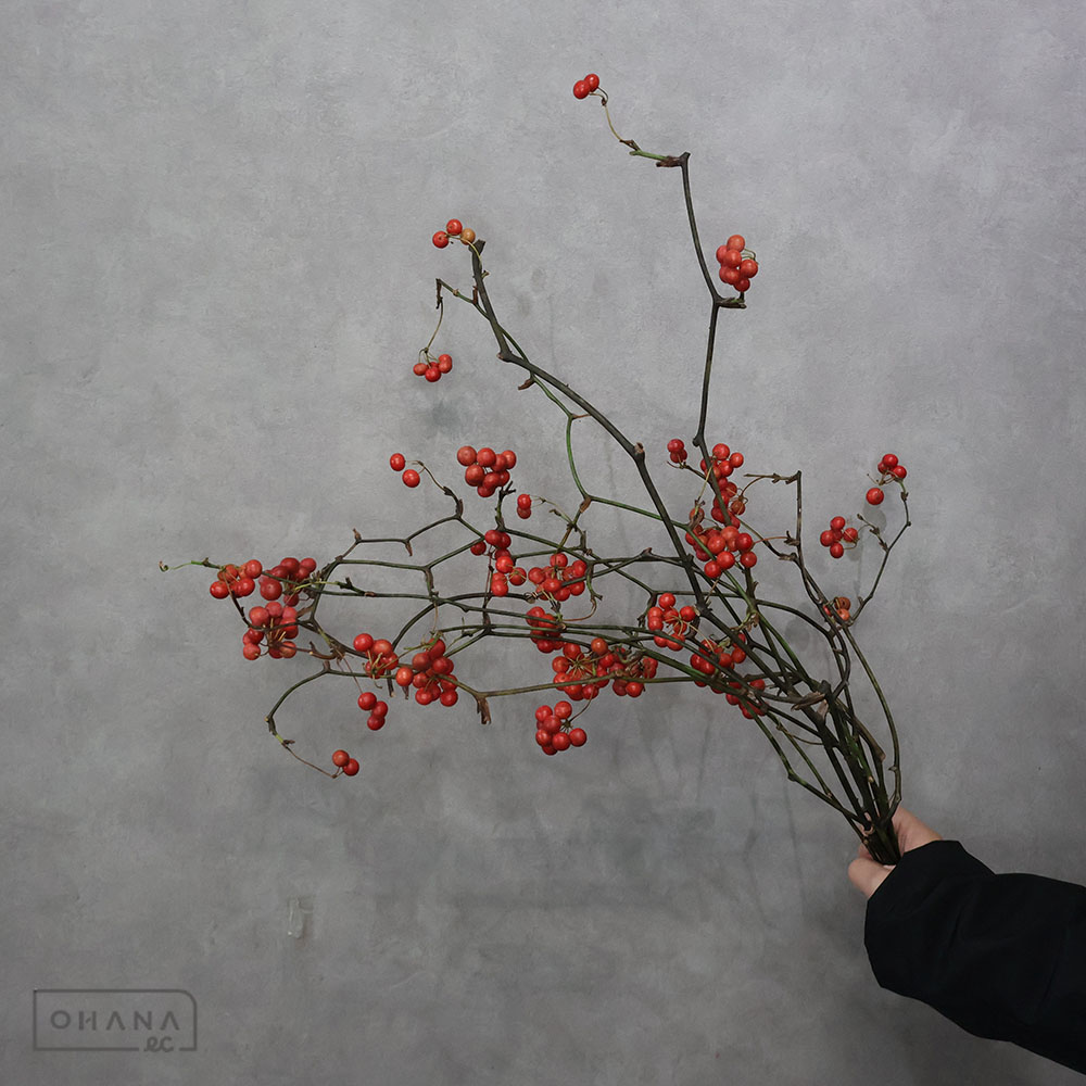 サンキライ 70-60