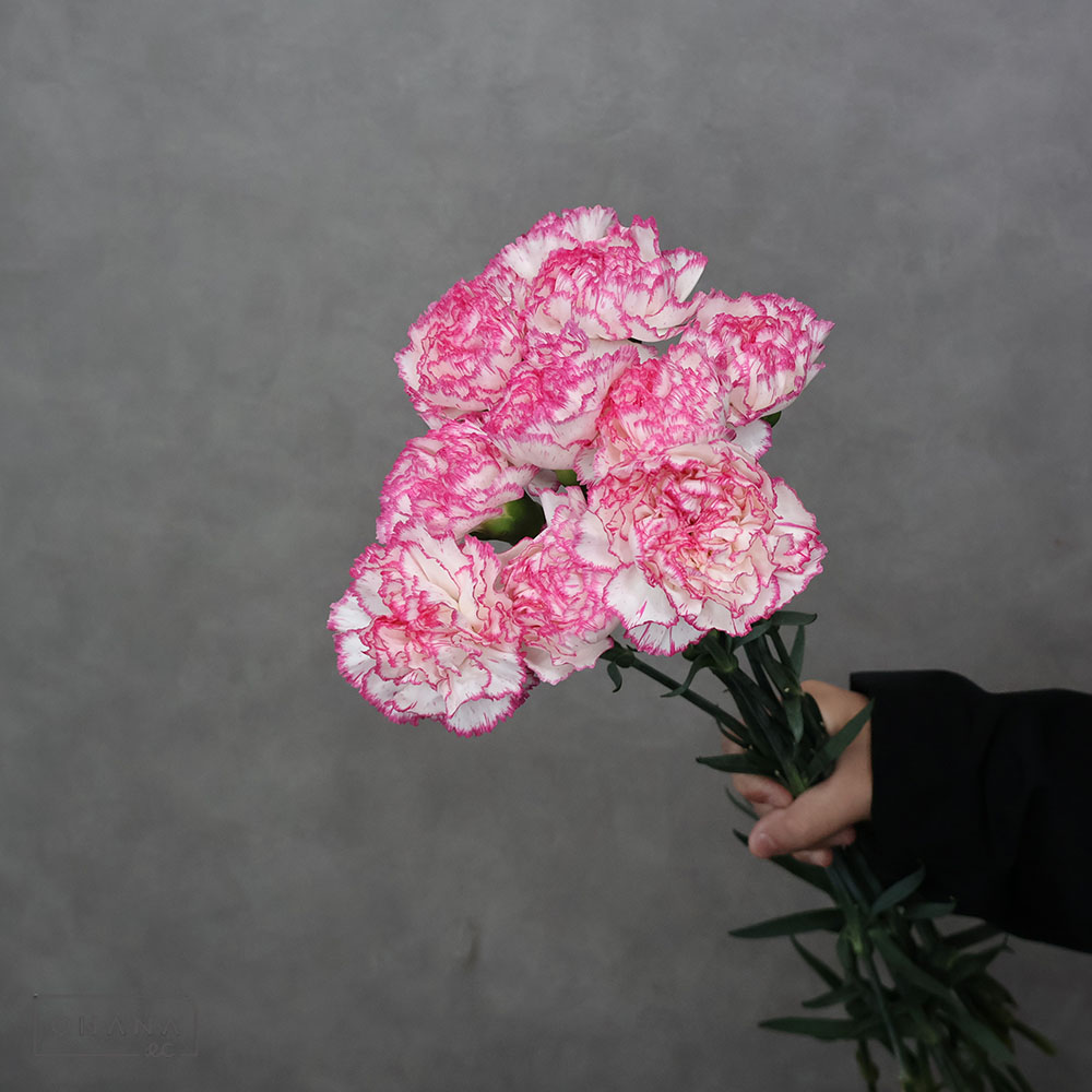 カーネーション コマチ※9本束 70cm