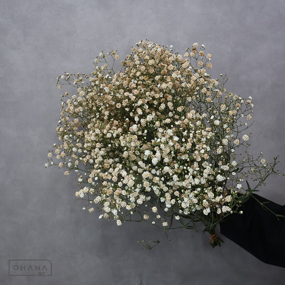 カスミソウ モーヴMIX ① 55cm