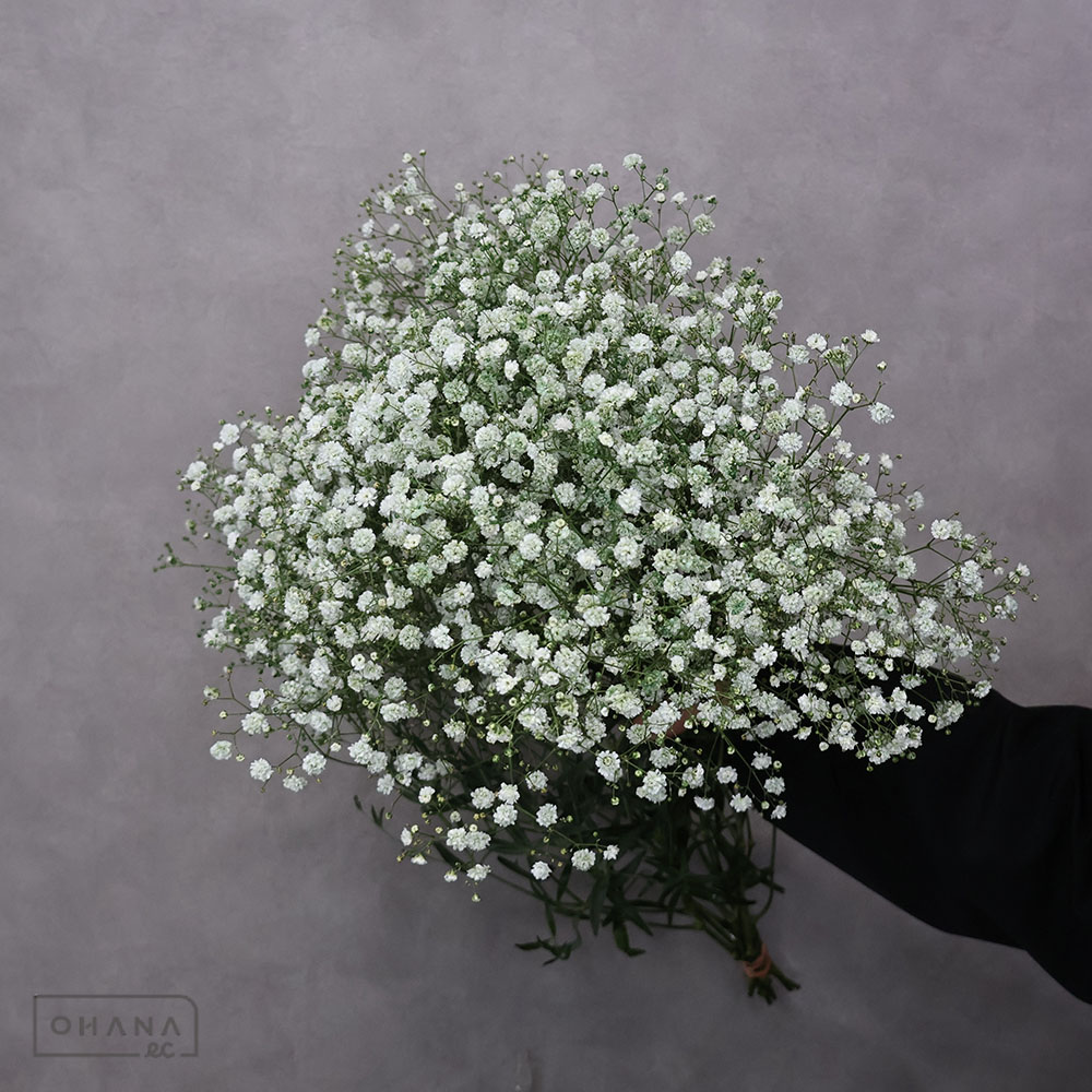 カスミソウ モーヴMIX ② 55cm