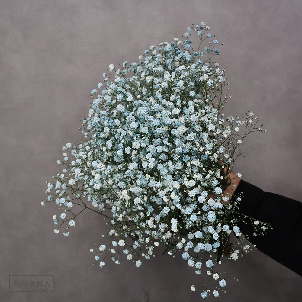 カスミソウ モーヴMIX ③ 55cm