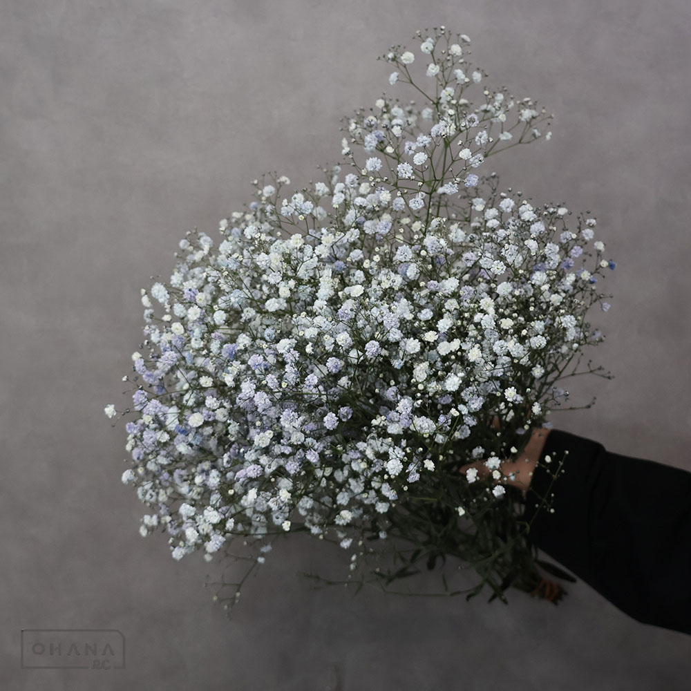 カスミソウ モーヴMIX ④ 55cm