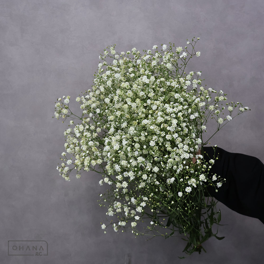 カスミソウ モーヴMIX ⑤ 55cm