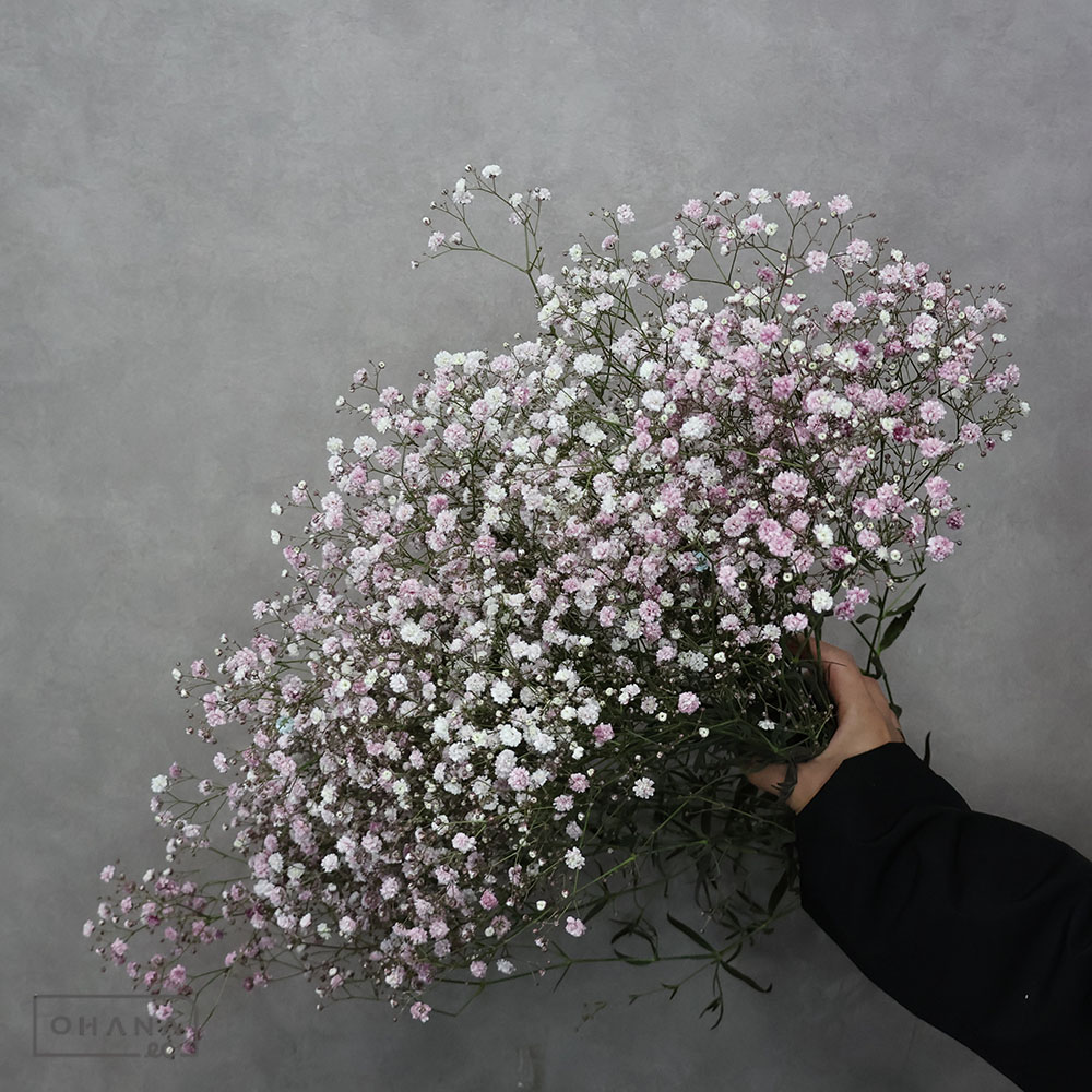 カスミソウ モーヴMIX ⑥ 55cm