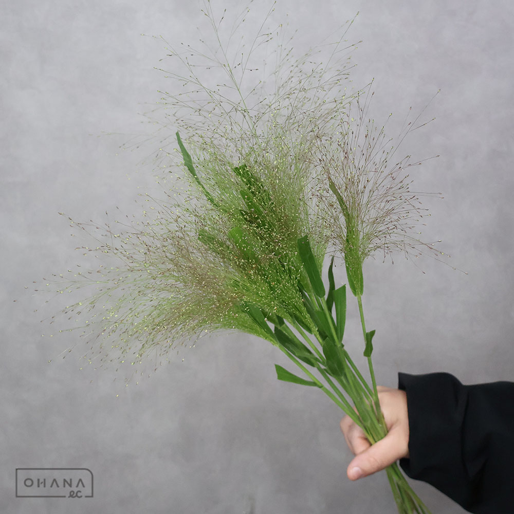 スモークグラス パニカム※11本束秀 55cm