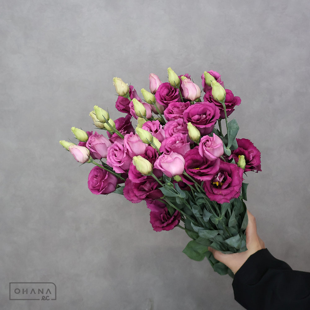 トルコキキョウ ラフールワイン 4輪 70cm