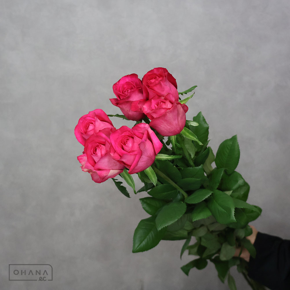 バラピンク パティスリー  ※5本束秀 80cm