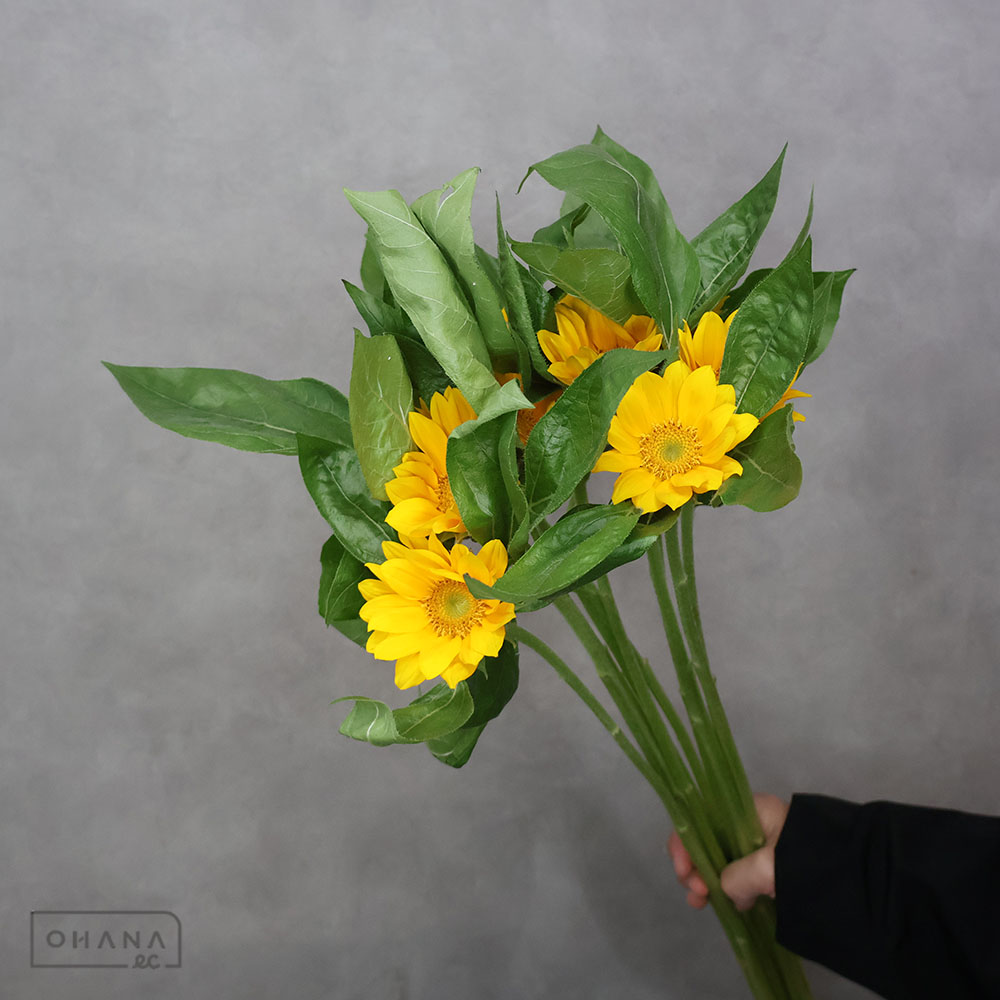 ヒマワリ サンリッチフレッシュオレンジアップ秀 70cm