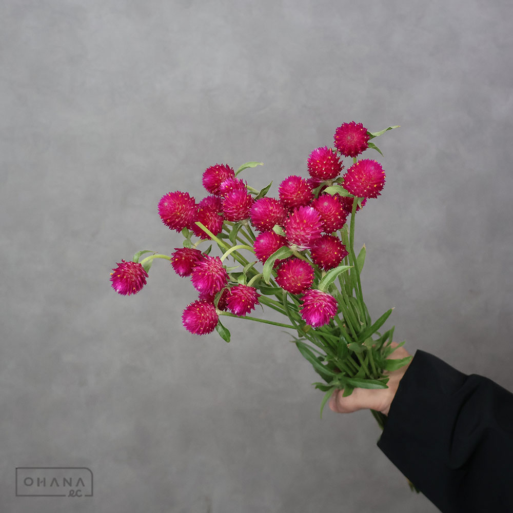 千日紅 クイズカーマイン秀 45cm