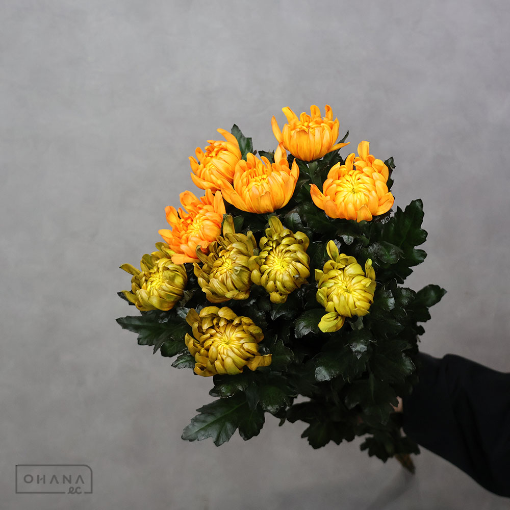 大菊黄 秋色染① 秀 70cm