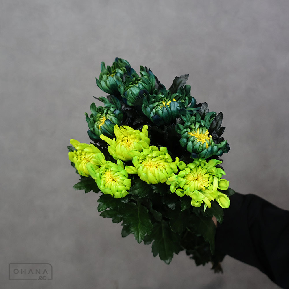 大菊黄 秋色染② 秀 70cm