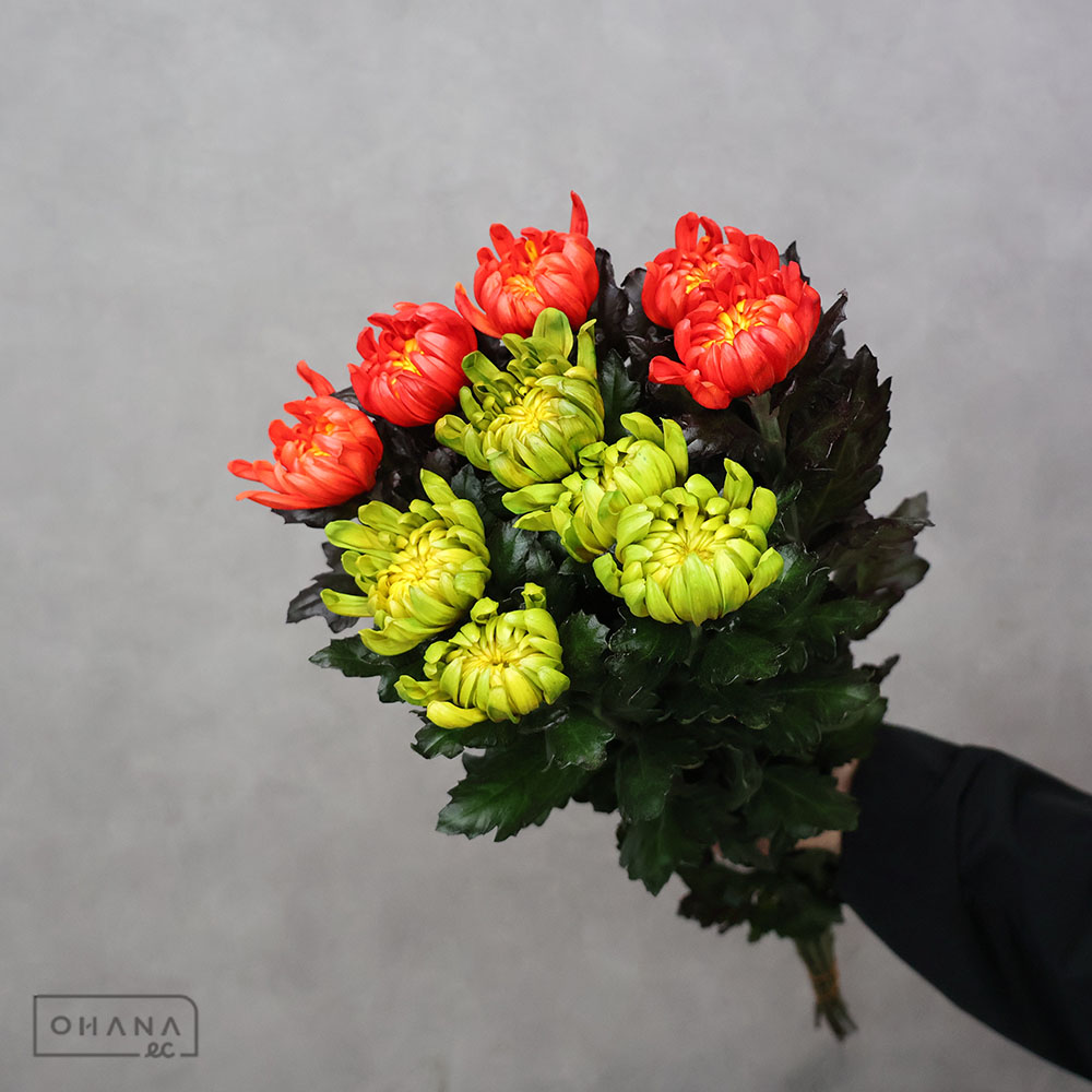 大菊黄 秋色染③秀 70cm