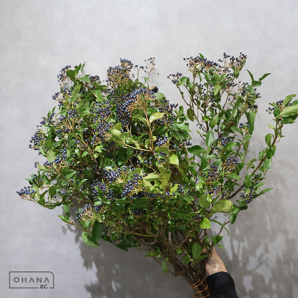 おはな　ページ お花の仕入れならOHANAec