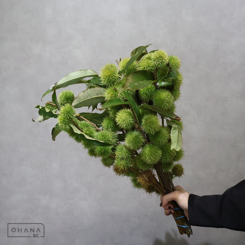 【SALE】七立栗 秀 50cm　※クレーム対象外