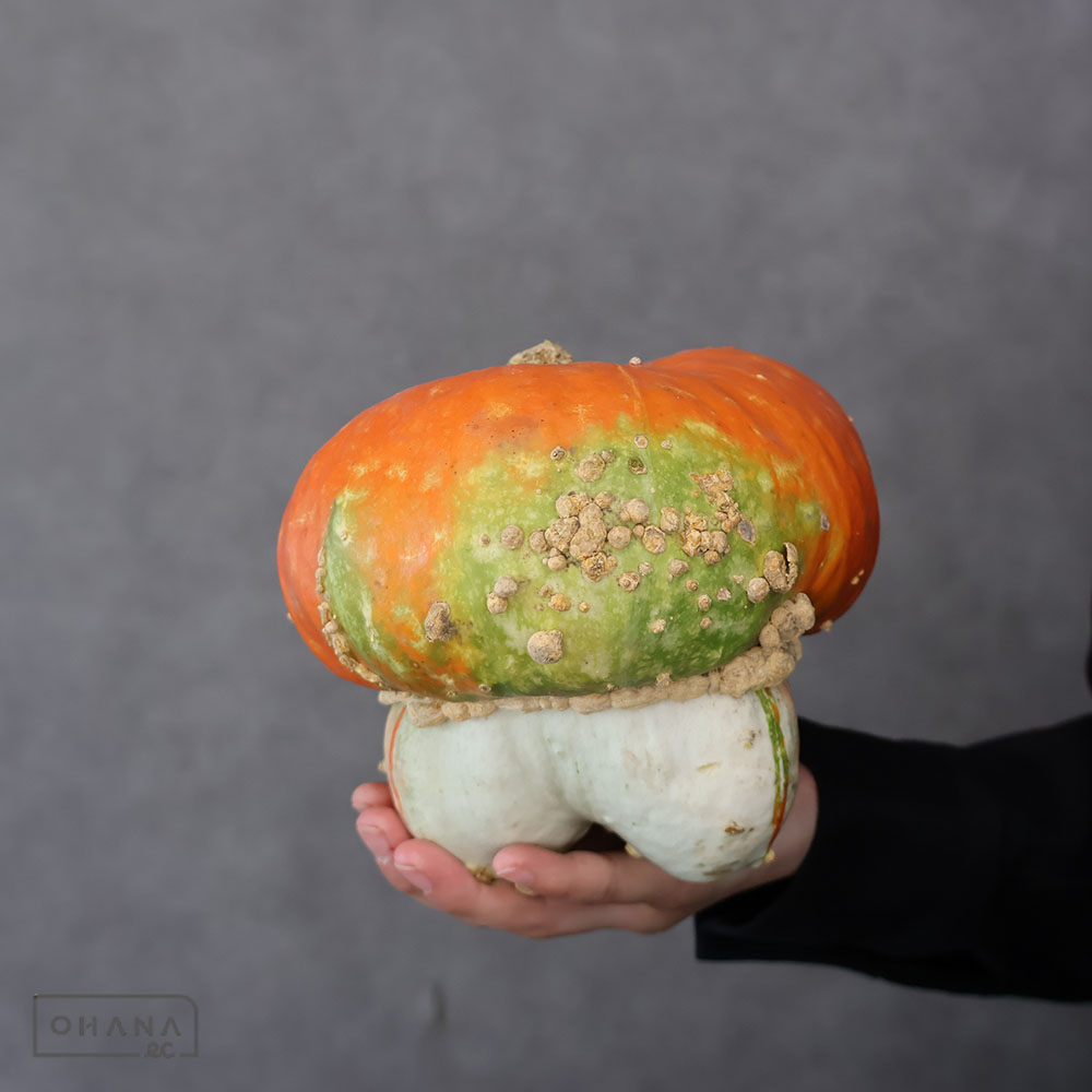 カボチャ　ベレー帽　3L ※個体差あり