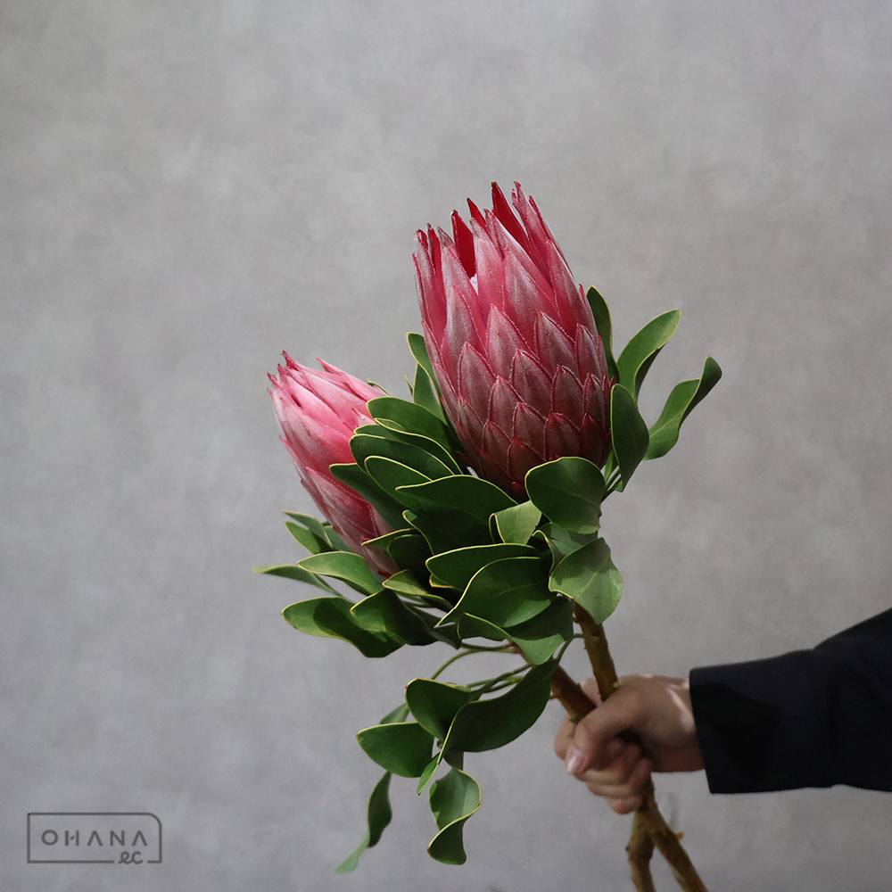 ⑨＊本日価格‼️プロテア ロビン 5本‼️ ネイティブ スワッグ 花材