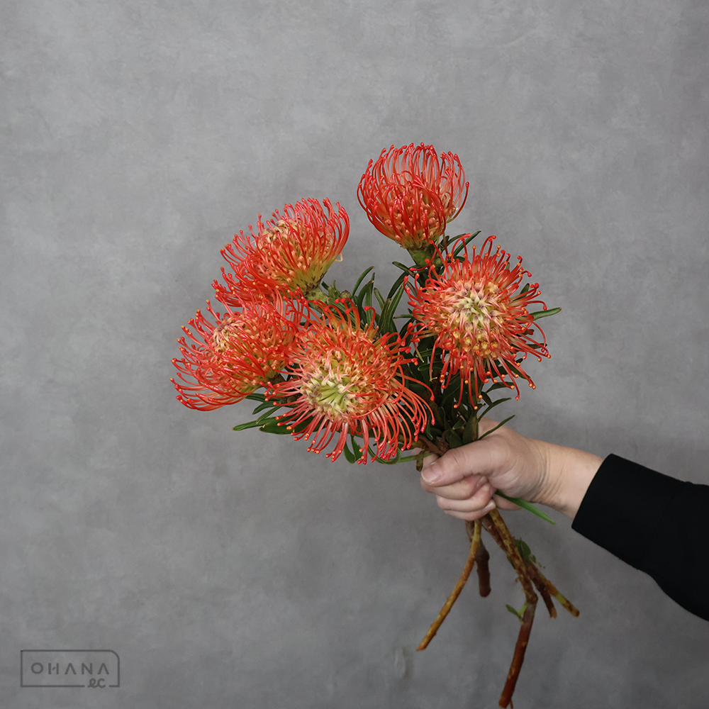 ピンクッション サクセッション ※5本束  40cm