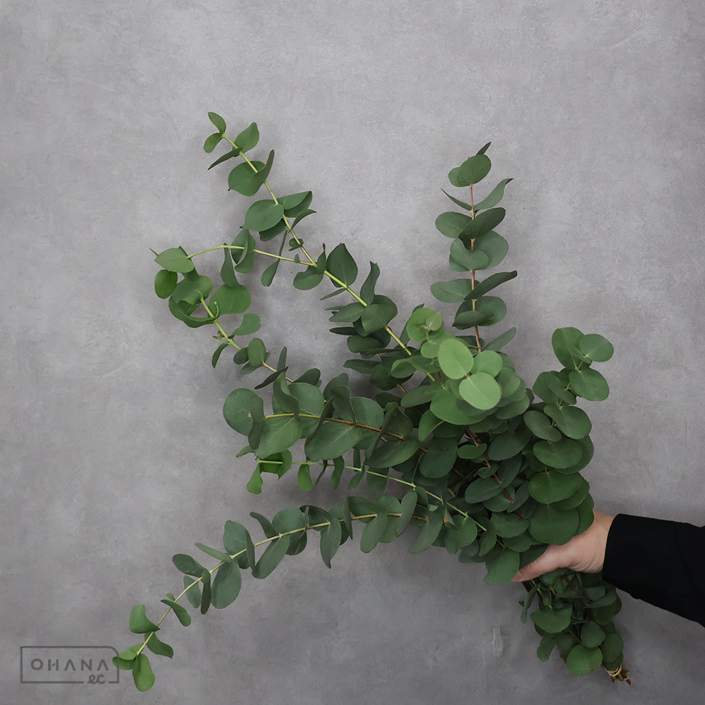 ユーカリ　グニーユーカリ　 60-50