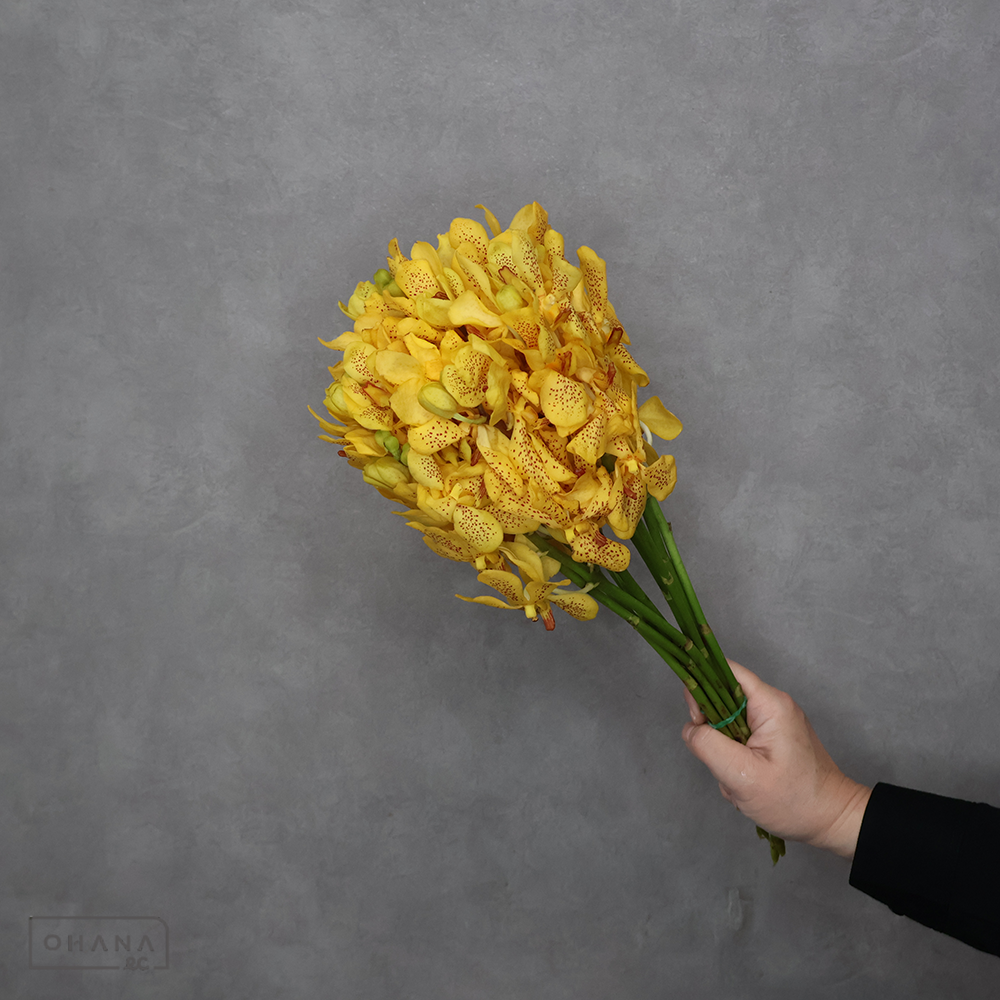 バンダ モカラ　イエロー（点アリ）　M