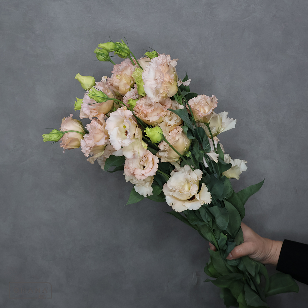 トルコキキョウ　マキアアプリコット　A 70cm 3輪