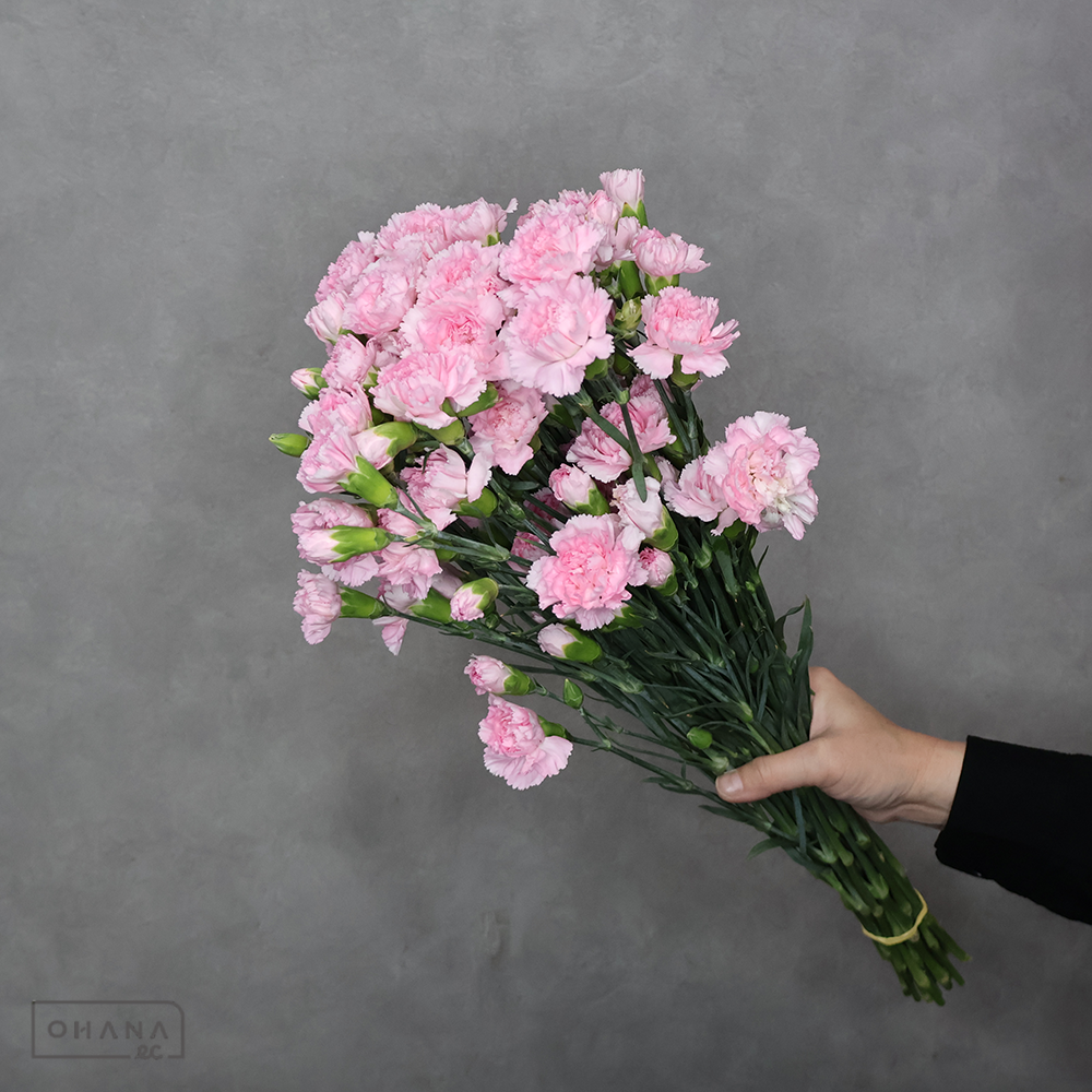 ＳＰカーネピンク　オルネーヤ　