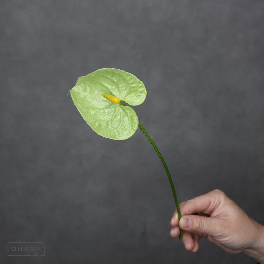 アンスリューム緑　ミドリ　S