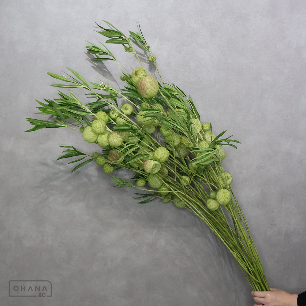 風船とうわた　 中