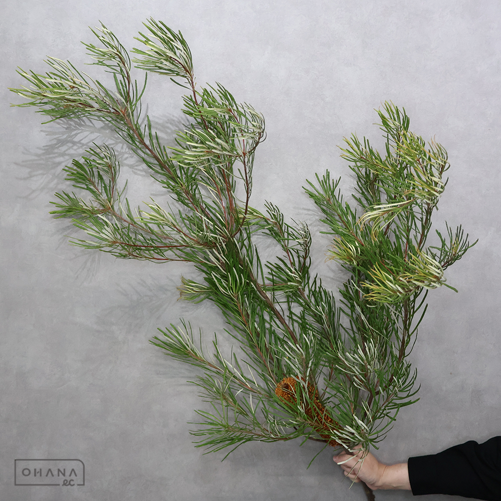 バンクシャー ヘアピンバンクシャー 花ドライ ① 大 100cmUP