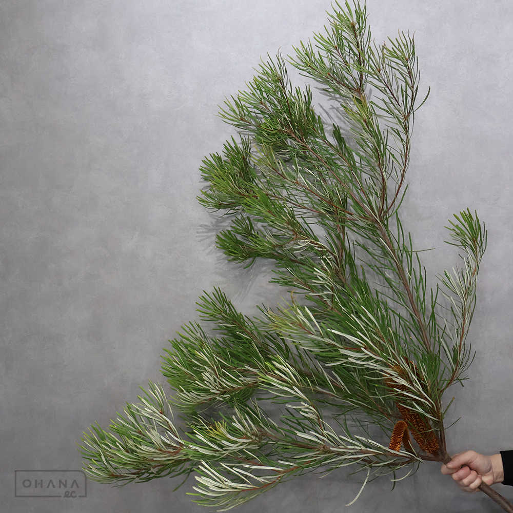 バンクシャー ヘアピンバンクシャー 花ドライ ② 大 100cmUP